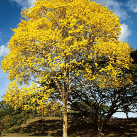 poui tree